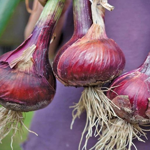 Onion - Redwing Storage Onion Seeds