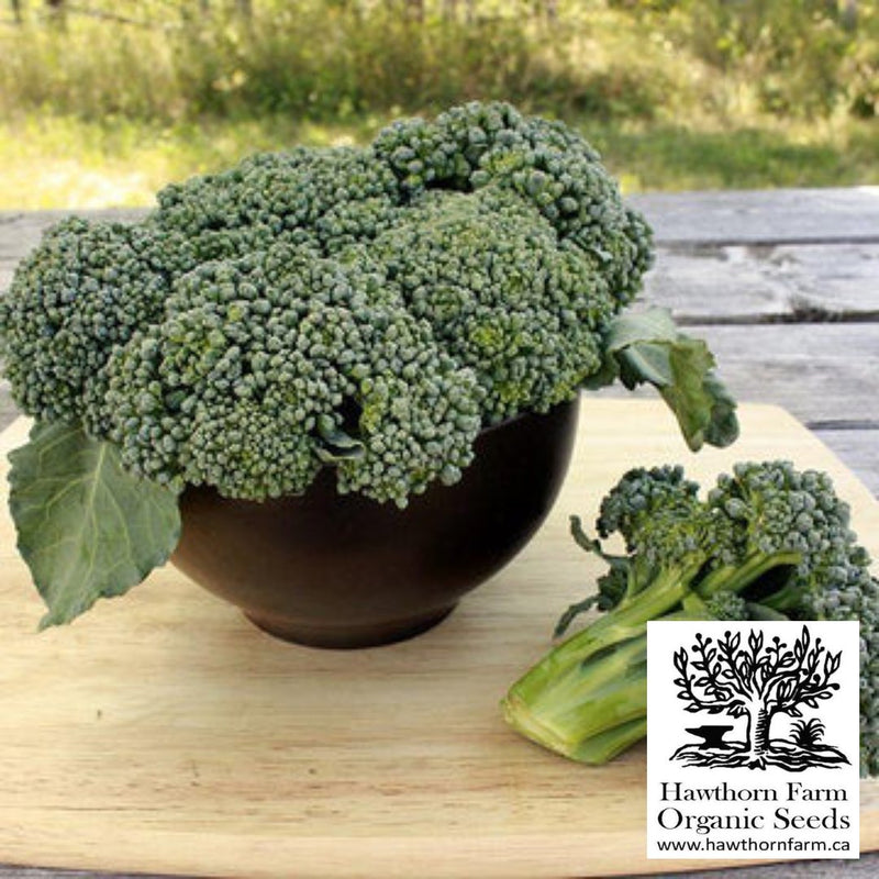Broccoli - Waltham 29 Seeds - Indoor Farmer