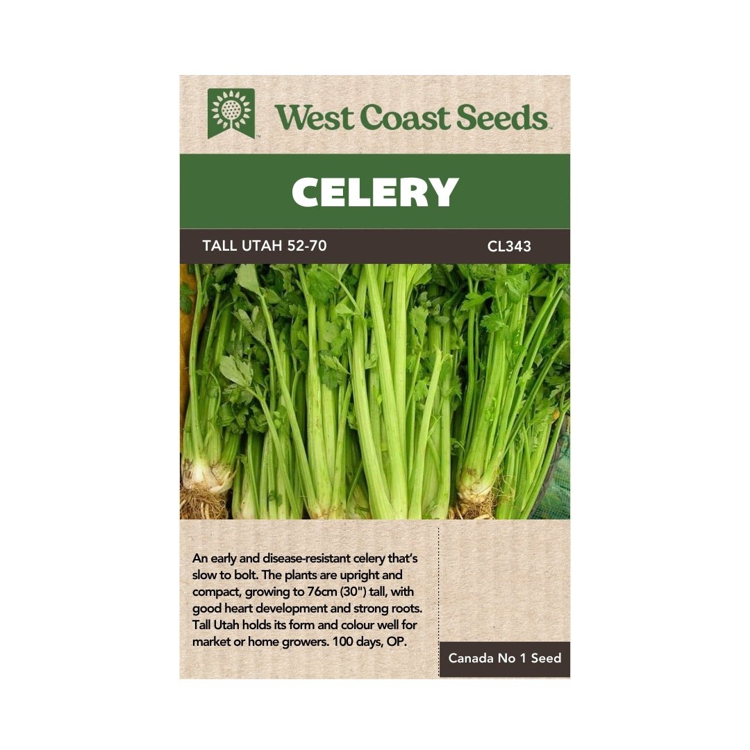 Celery Tall Utah 5270 Celery Seeds Indoor Farmer