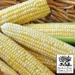 Corn - Who Gets Kissed Sweet Corn Seeds - Indoor Farmer