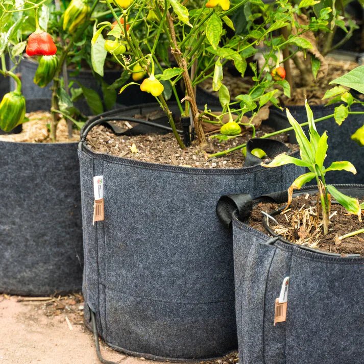 Epic Gardening Lined Grow Bags - 60 Gallon - Indoor Farmer