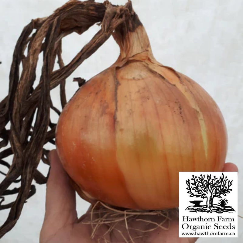 Onion - New York Early Seeds - Indoor Farmer