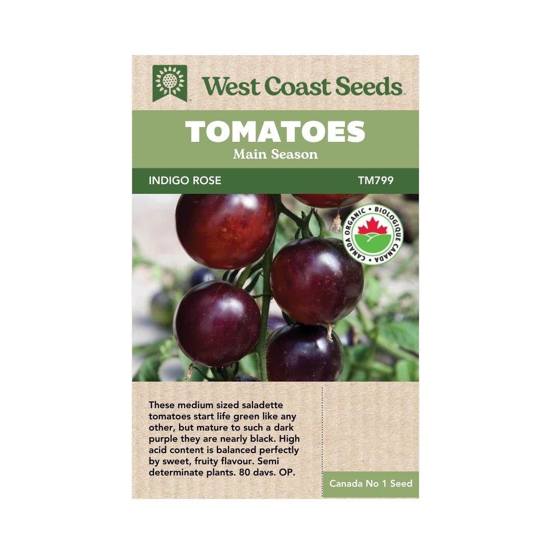 Unique Tomato Blue Sunshine 50 Seeds for Planting Indigo-Rose Tomato