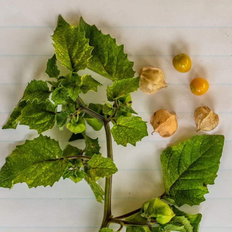 Aunt Molly's Ground Cherry Seeds