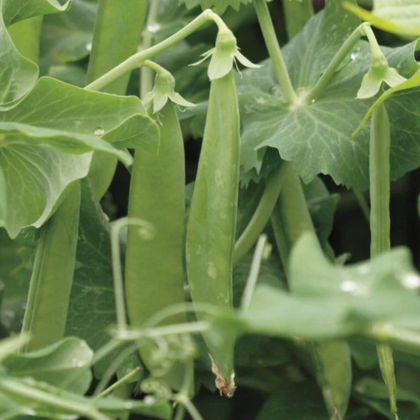 Avalanche Snow Pea Seeds