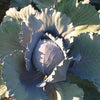 Integro F1 Coated Organic Cabbage Seeds
