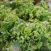 Grand Rapids TBR Lettuce Seeds