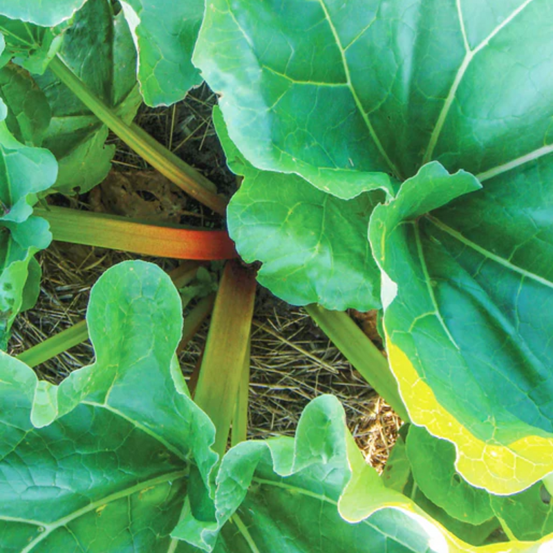 Victoria Rhubarb Seeds