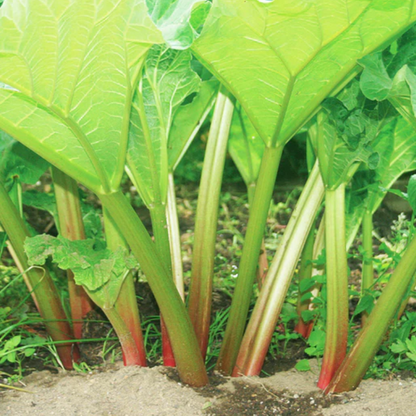 Victoria Rhubarb Seeds