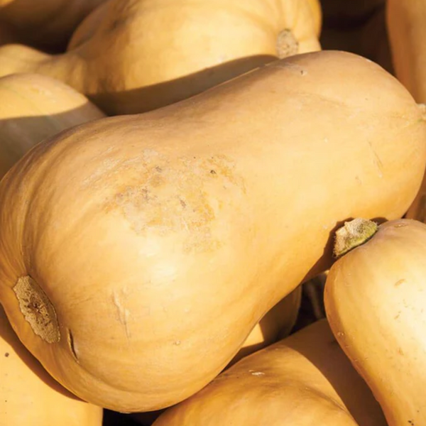 Victory Early Butternut Squash