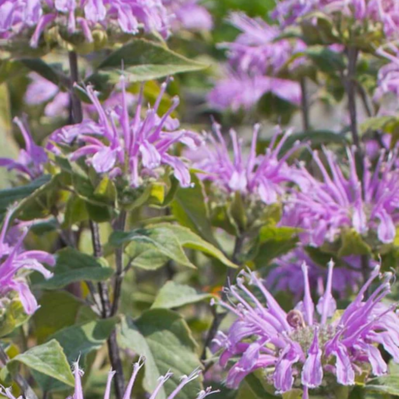 Wild Bergamot Seeds