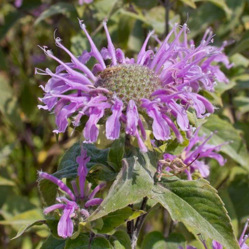 Wild Bergamot Seeds