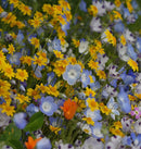 Alternative Lawn Wildflower Mix 50g (Approx. 100 sq ft) - Indoor Farmer