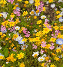 Alternative Lawn Wildflower Seeds 25g - Indoor Farmer