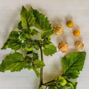 Aunt Molly's Ground Cherry Seeds 0.1g (Approx. 140 Seeds) - Indoor Farmer