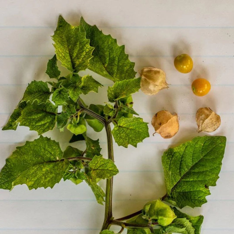 Aunt Molly's Ground Cherry Seeds 0.1g (Approx. 140 Seeds) - Indoor Farmer