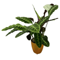 Autopot Khloris Extension Kit Copper - Indoor Farmer