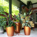 Autopot Khloris Watering System Copper - Indoor Farmer