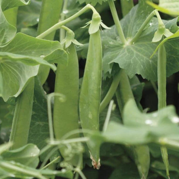 Avalanche Snow Pea Seeds 50g (Approx. 190 seeds) - Indoor Farmer