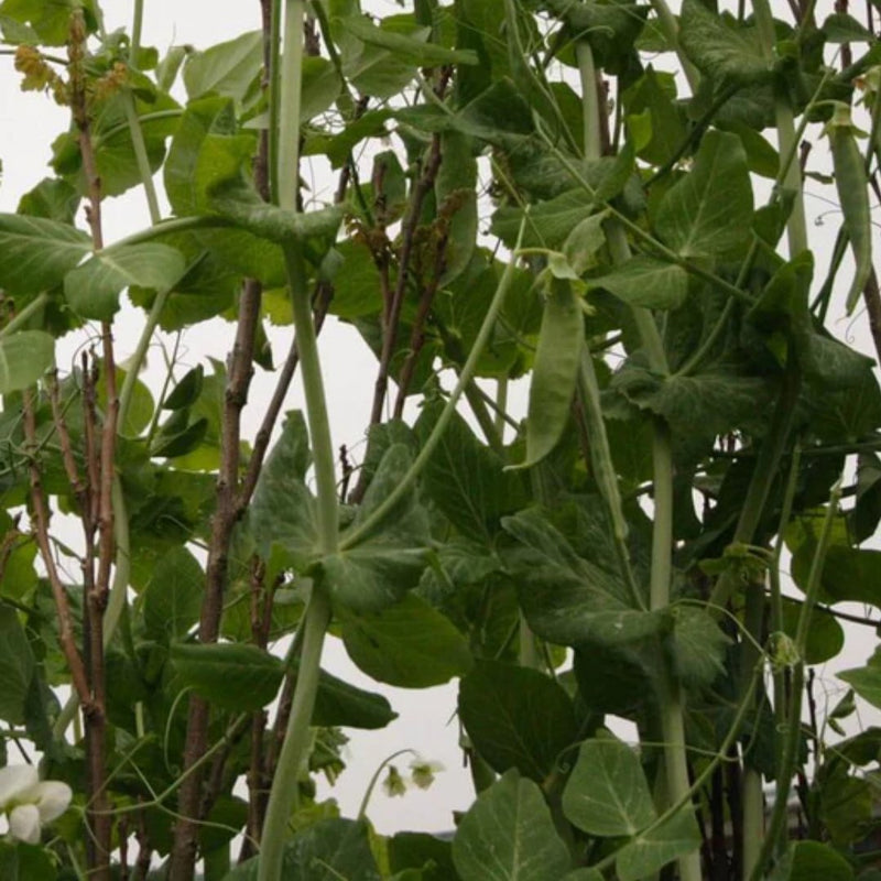 Avalanche Snow Pea Seeds 50g (Approx. 190 seeds) - Indoor Farmer