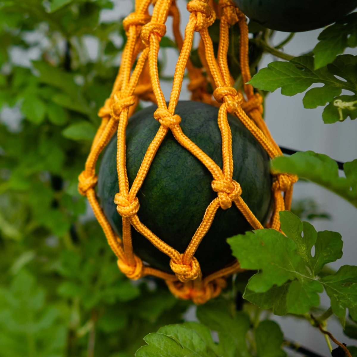 Bootstrap Farmer Melon Cradles
