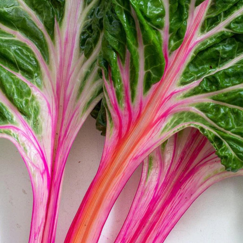 Chard - Peppermint Chard Seeds 2g (Approx 170 seeds) - Indoor Farmer