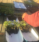 Clancy F1 Pelleted Potato Seed 20 seeds - Indoor Farmer