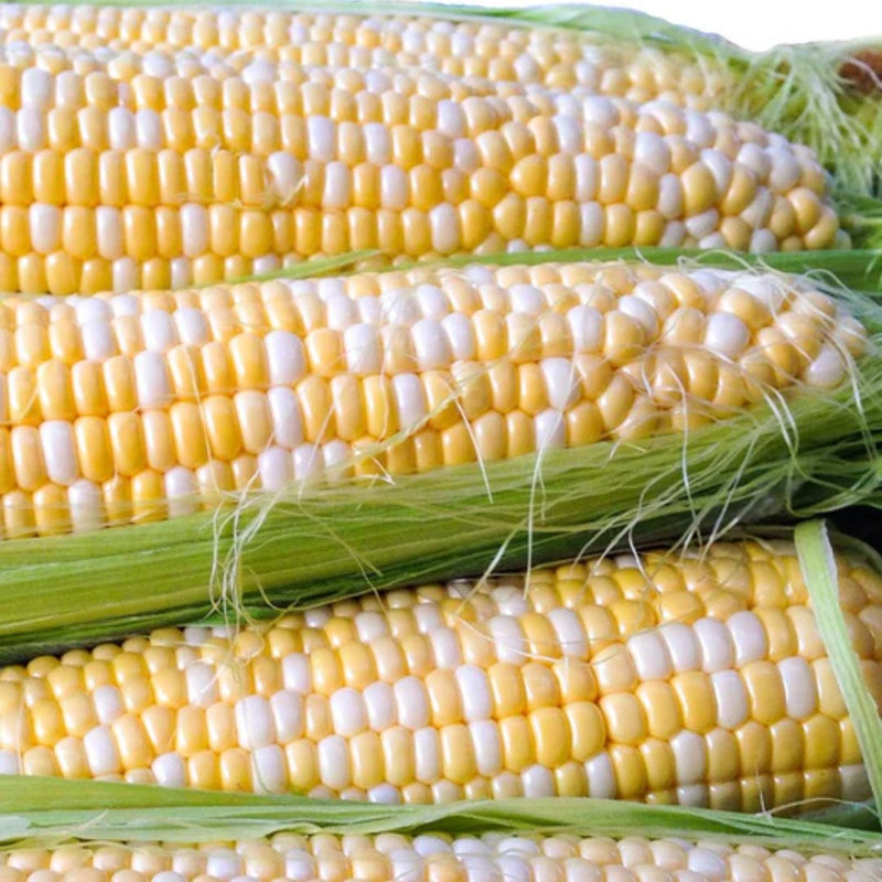 Corn - Enchanted Corn Seeds 10g (Approx. 40 seeds) - Indoor Farmer