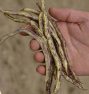 Dragon Tongue Bean Seeds 20g (Approx. 20 - 40 seeds) - Indoor Farmer