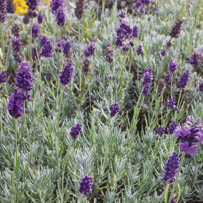 lavender munstead from seed Dwarf Munstead Lavender Seeds
