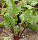 Early Wonder Tall Top Beet Seeds 5g (Approx. 345 seeds) - Indoor Farmer