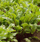 Early Wonder Tall Top Beet Seeds 5g (Approx. 345 seeds) - Indoor Farmer