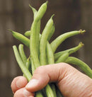 Fortex Filet Bean Seeds 15g (Approx. 45 - 75 seeds) - Indoor Farmer