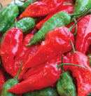 Ghost Pepper Seeds 10 seeds - Indoor Farmer