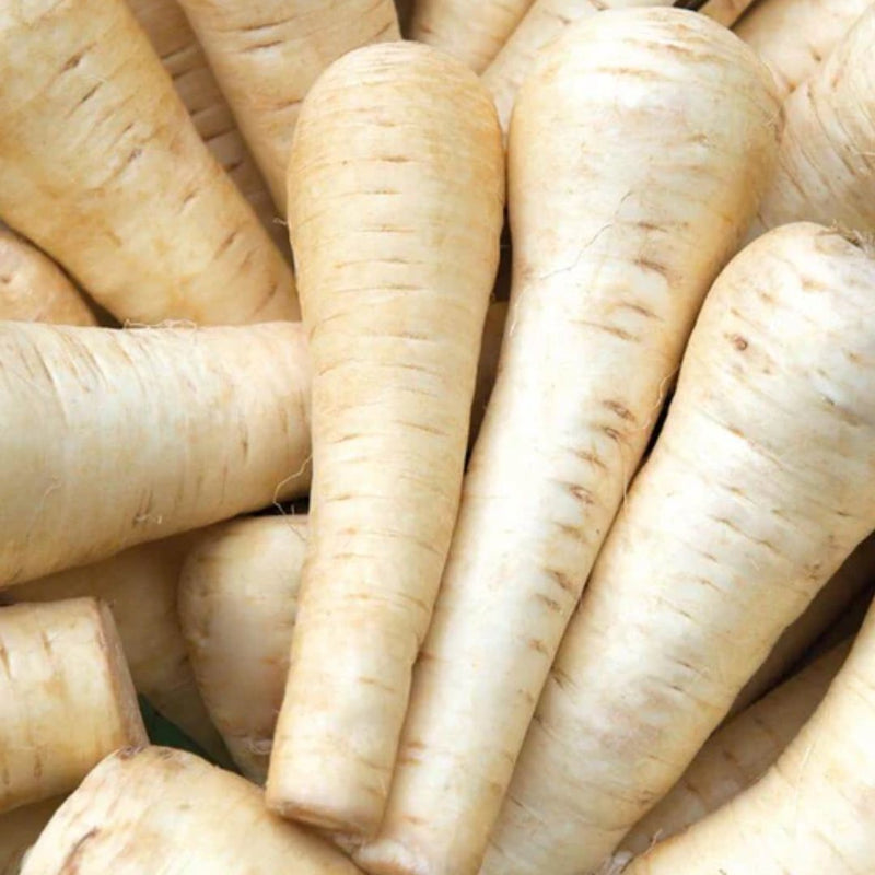 Gladiator Parsnip Seeds 1g (Approx 298 seeds) - Indoor Farmer