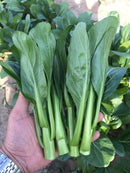 Green 70D Improved Asian Greens 0.5g (Approx. 277 seeds) - Indoor Farmer