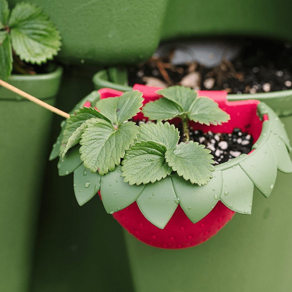 GreenStalk Berry Cup - Set of 6