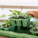 GreenStalk Seed Starter Kit Evergreen - Indoor Farmer