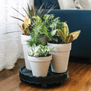 GreenStalk Ultimate Mover Beautiful Black - Indoor Farmer