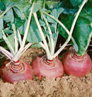 Helenor Coated Organic Rutabaga Seeds 25 seeds - Indoor Farmer