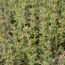 Herbs - English Thyme Seeds 0.1g (Approx. 348 seeds) - Indoor Farmer