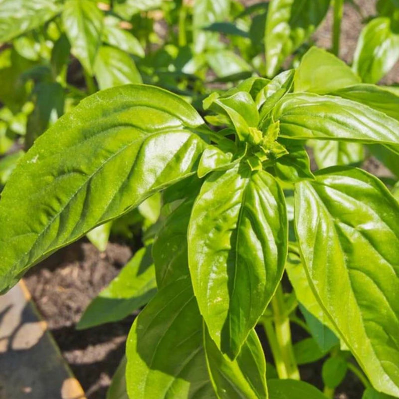 Herbs - Genovese Basil Seeds 1g (Approx. 530 seeds) - Indoor Farmer