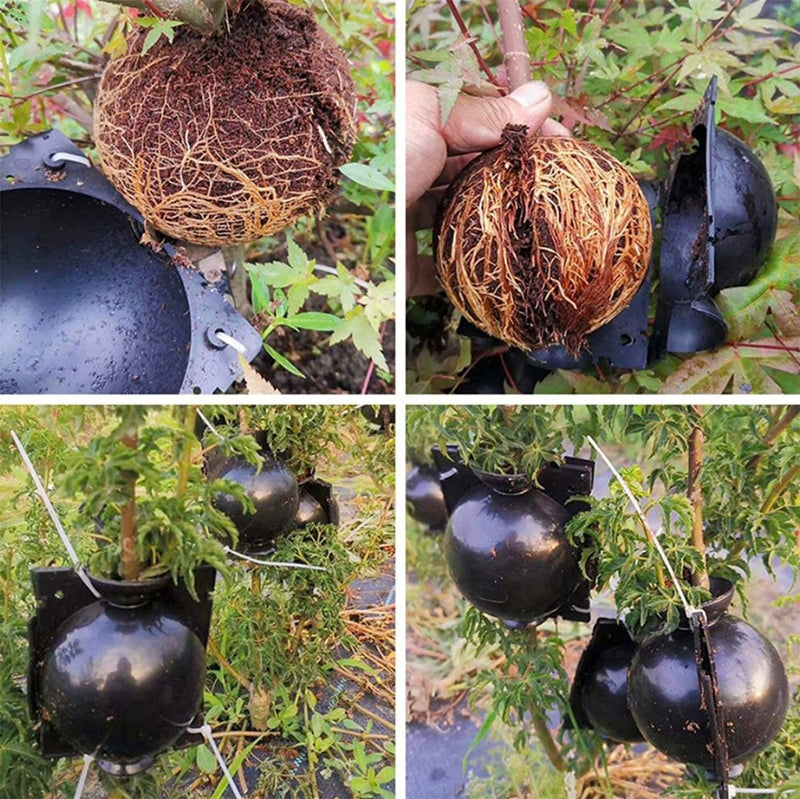 Holland Greenhouse PRO Rooting Ball (3 Pack) - Indoor Farmer