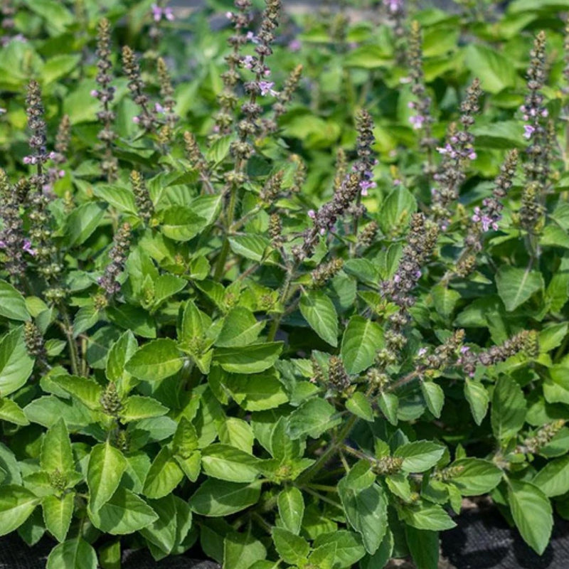 Holy Basil Organic Seeds 0.25g (Approx 395 Seeds) - Indoor Farmer