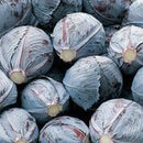 Integro F1 Coated Organic Cabbage Seeds 15 Seeds - Indoor Farmer