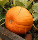 Jack of All Trades F1 Pumpkin Seeds 21 seeds - Indoor Farmer