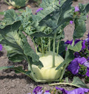 Konan F1 Coated Kohlrabi Seeds 25 seeds - Indoor Farmer