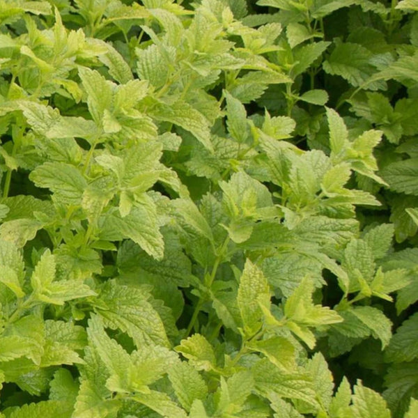 Lemon Balm Seeds 0.25g (Approx. 435 seeds) - Indoor Farmer