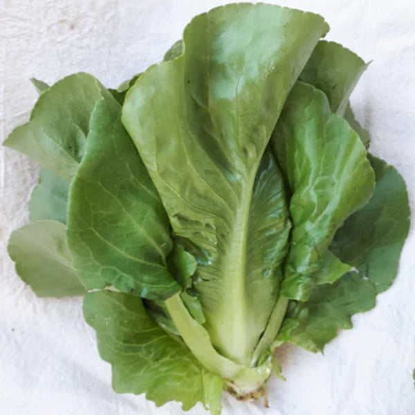 Lettuce - Winter Density 300 Seed Packet - Indoor Farmer