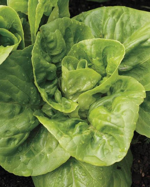 Lettuce - Winter Density 300 Seed Packet - Indoor Farmer